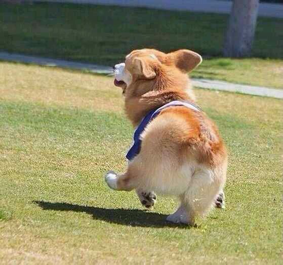 从来不跟狗打交道的星座,狗跟星座的关系