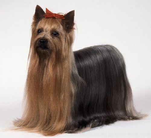 从来不跟狗打交道的星座,狗跟星座的关系