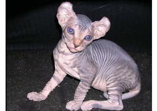 性价比低的猫咪品种有哪些,什么种类的猫最便宜