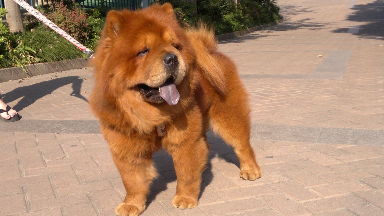 从来不跟狗打交道的星座,狗跟星座的关系