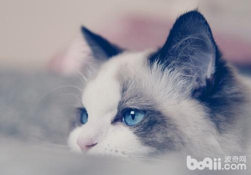 宠物篇100天,宠物篇合集