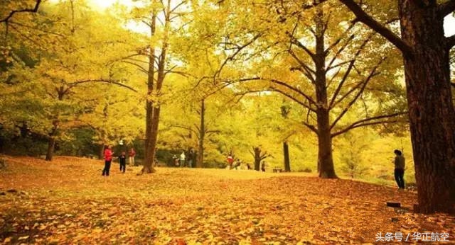 乐山最美银杏打卡地,中国最美十大银杏观赏地