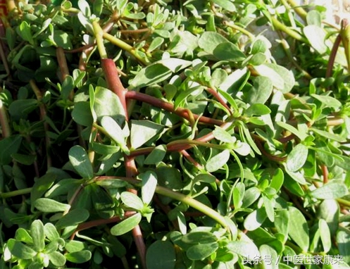 路边有一种草药专治痔疮的,有什么野草治痔疮