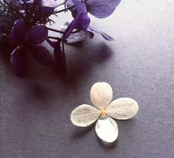 眼光*瞻高**，风景不请自来——传媒女郎的花艺跨界“小心机”