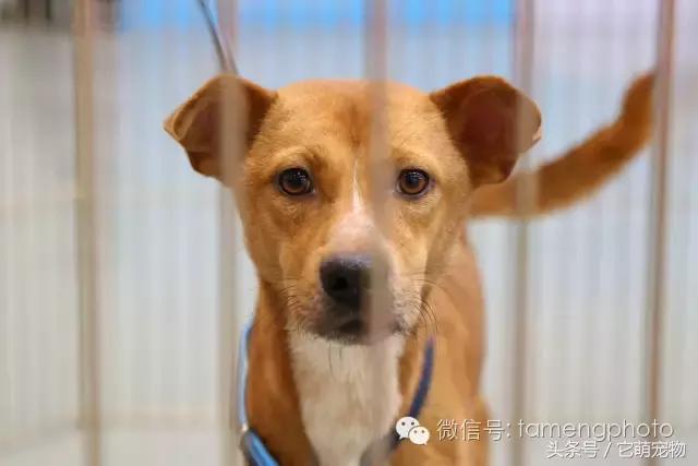 苏州宠物展观展,2019华东宠物展苏州