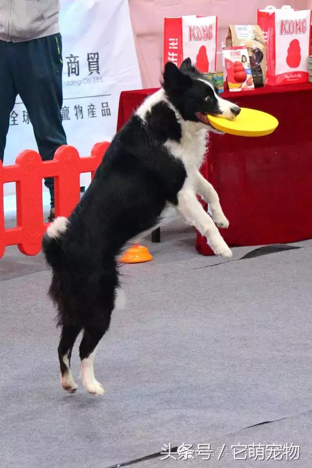 苏州宠物展观展,2019华东宠物展苏州