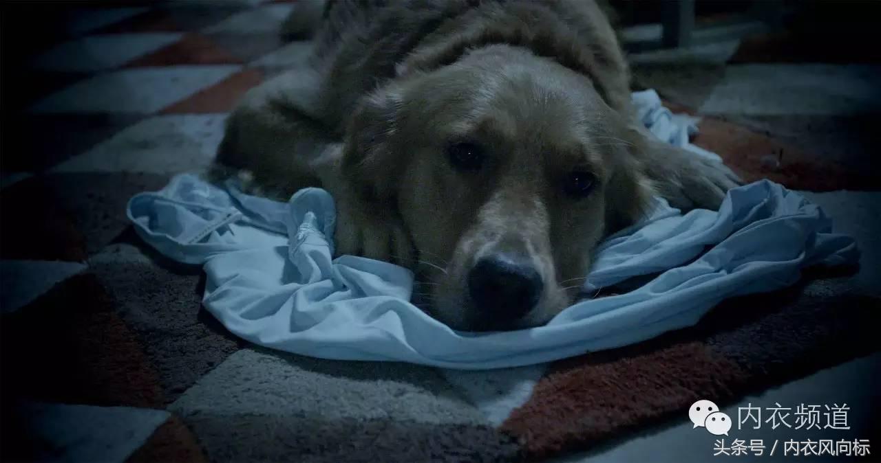 女人、睡衣与狗,芬腾用7分钟讲了一个“忠犬八公”的故事