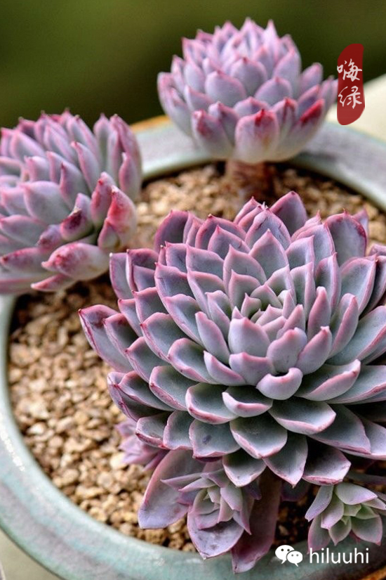 怎么可以这么美图片,漂亮韩国多肉