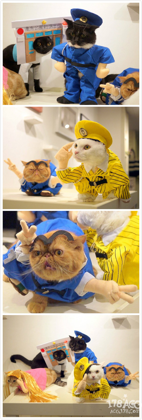 可爱小橘猫cos (无毛猫cos比鲁斯猫图片)