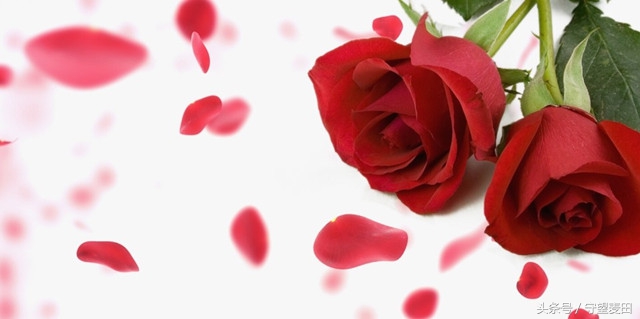 梦里花落知多少全文,梦里花落知多少