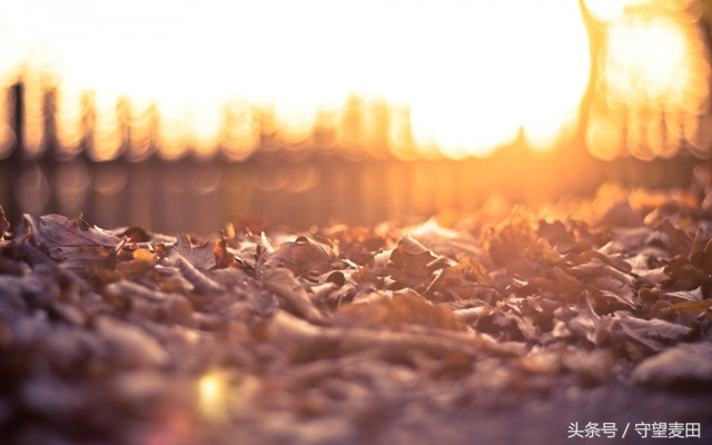 梦里花落知多少全文,梦里花落知多少