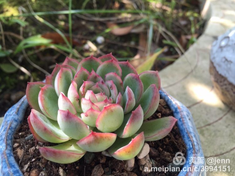 我的多肉小苗一直在露养用遮阳吗,露养冬天的第一盆多肉