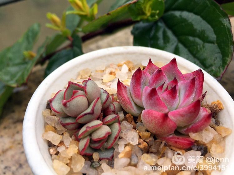 我的多肉小苗一直在露养用遮阳吗,露养冬天的第一盆多肉