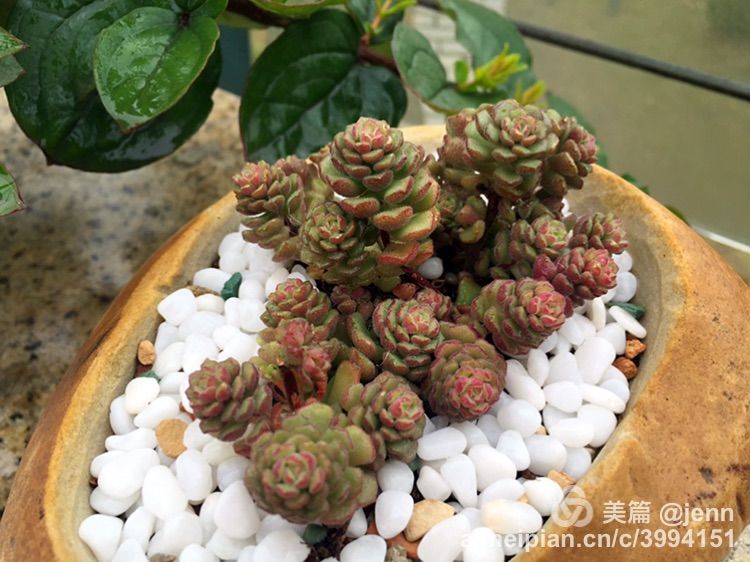 我的多肉小苗一直在露养用遮阳吗,露养冬天的第一盆多肉