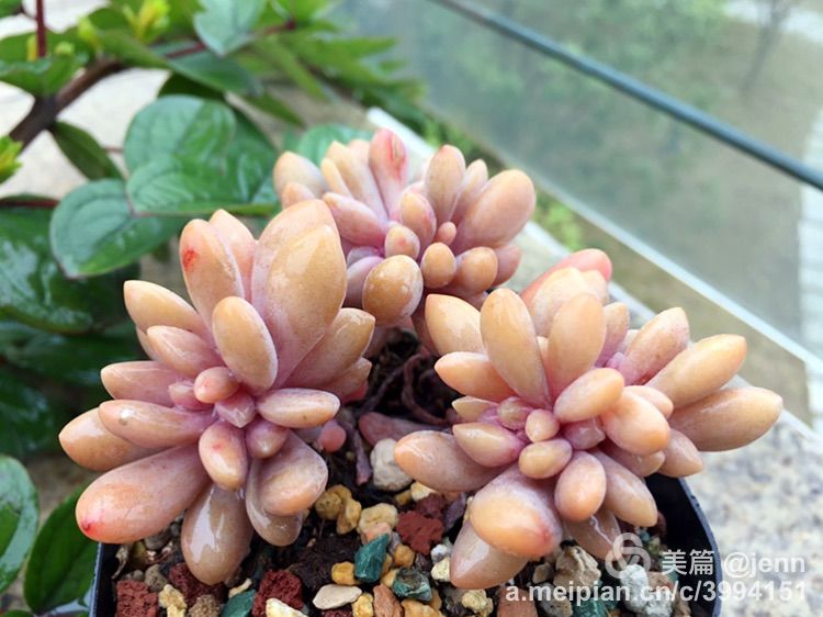 我的多肉小苗一直在露养用遮阳吗,露养冬天的第一盆多肉