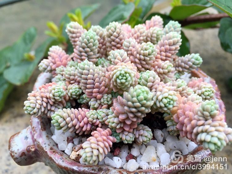 我的多肉小苗一直在露养用遮阳吗,露养冬天的第一盆多肉