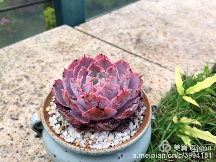 我的多肉小苗一直在露养用遮阳吗,露养冬天的第一盆多肉