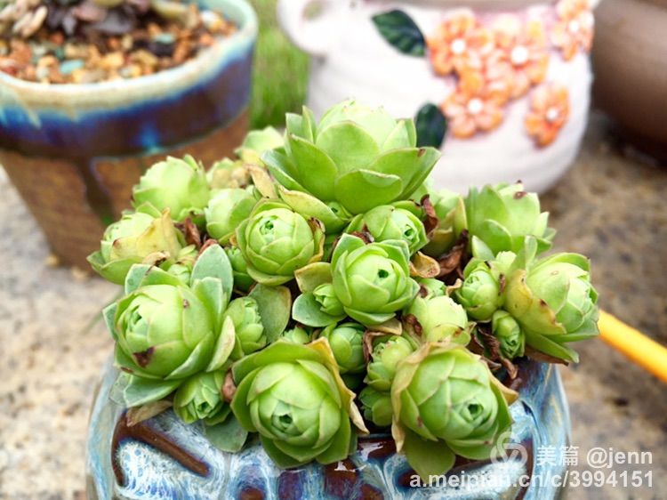 我的多肉小苗一直在露养用遮阳吗,露养冬天的第一盆多肉