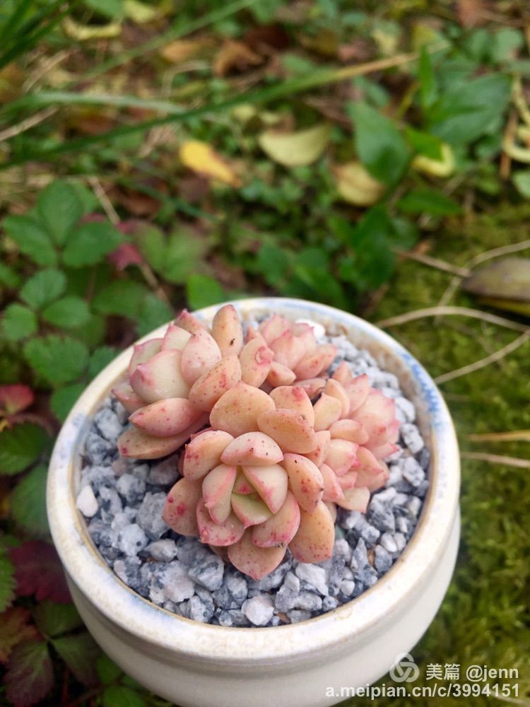 我的多肉小苗一直在露养用遮阳吗,露养冬天的第一盆多肉