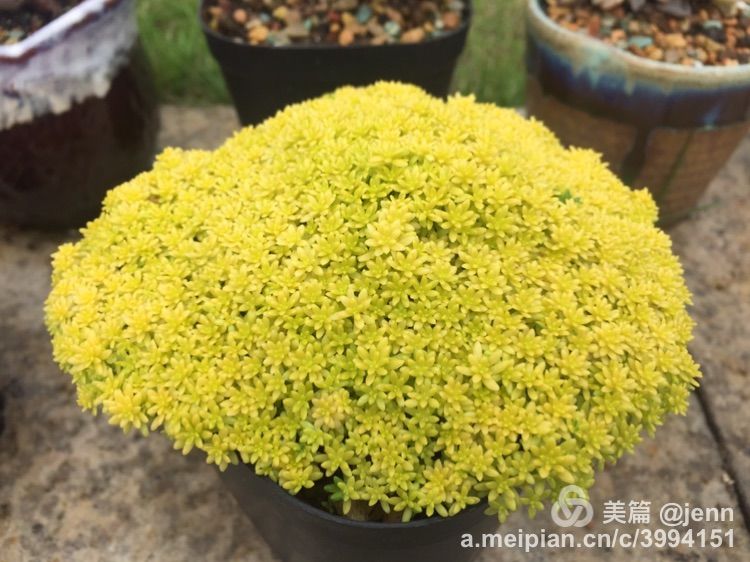 我的多肉小苗一直在露养用遮阳吗,露养冬天的第一盆多肉