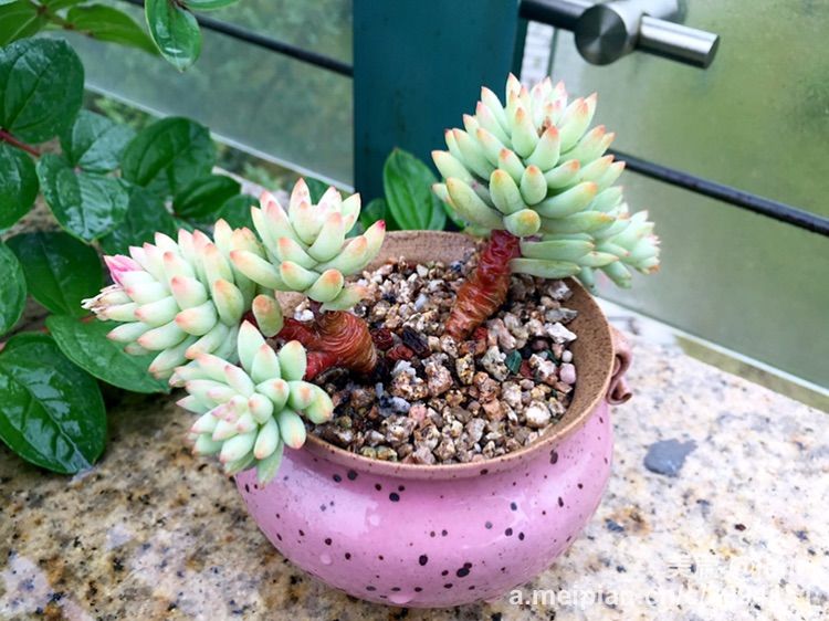 我的多肉小苗一直在露养用遮阳吗,露养冬天的第一盆多肉