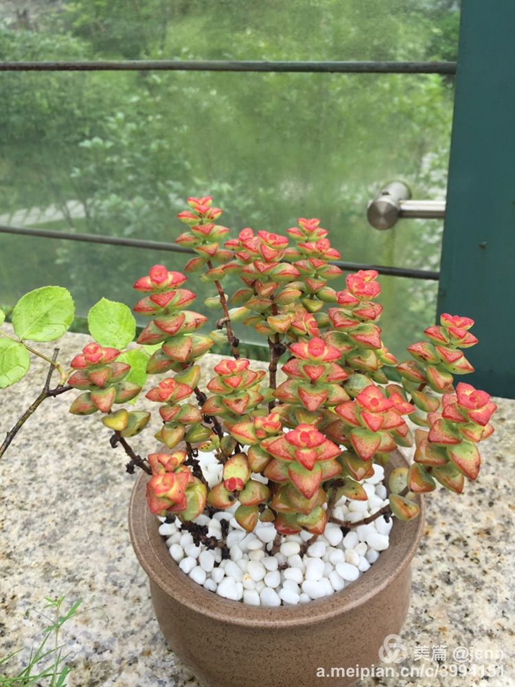 我的多肉小苗一直在露养用遮阳吗,露养冬天的第一盆多肉