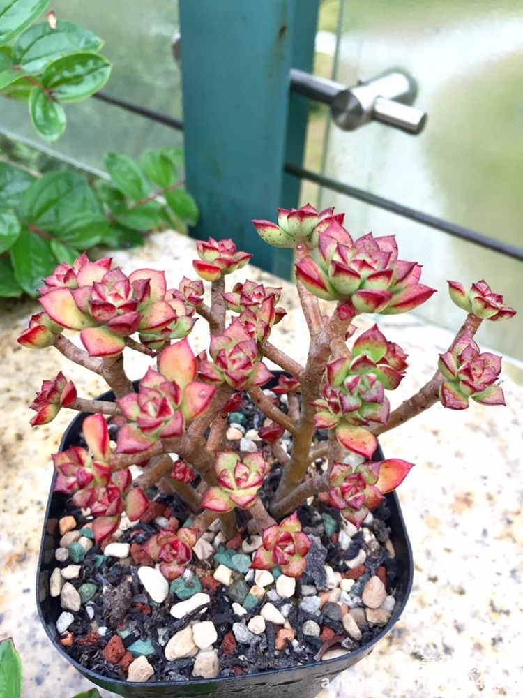 我的多肉小苗一直在露养用遮阳吗,露养冬天的第一盆多肉