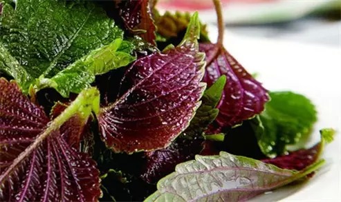 日本、韩国料理常用的1种叶子，中医早就用来祛除痰湿