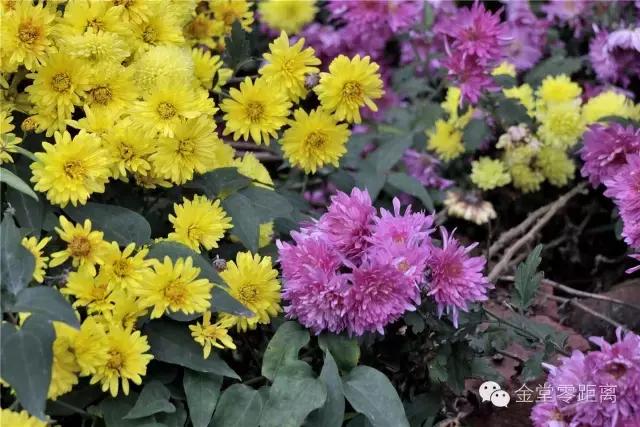 去金堂玉皇山养生谷耍一耍,金堂玉皇山一日游最佳路线