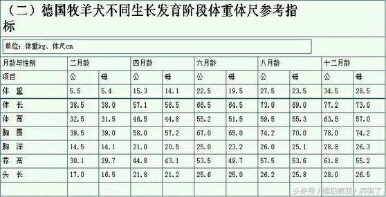 德国牧羊犬咬人还咬主人怎么办,德国牧羊犬咬人怎么办