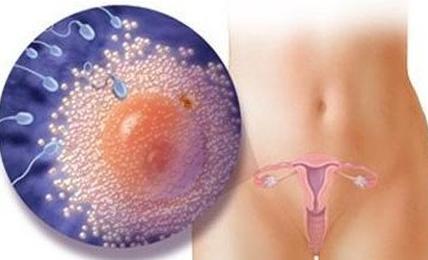 怀孕过程及生产过程,怀孕过程中胚胎的发育过程