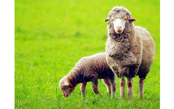 为什么美国的ugg便宜那么多,ugg为什么越来越潮