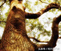 村里的老树视频,村里的老树