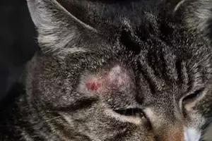 猫狗身上有癣是什么原因 (猫狗得癣)