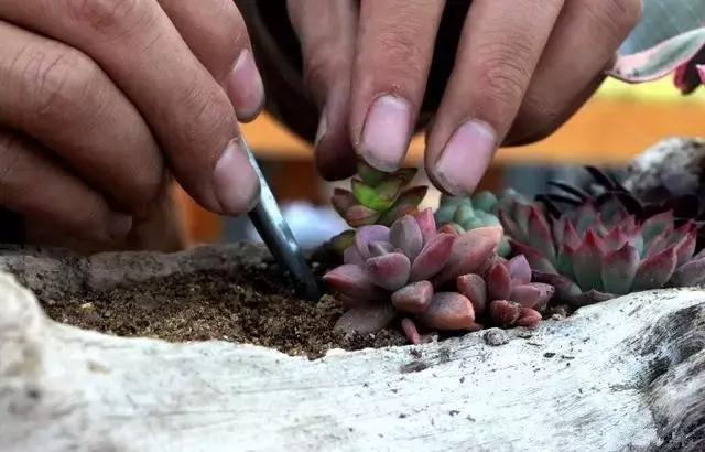 一个爱折腾的90后,多肉90后大叔