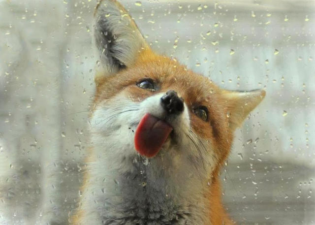 玻璃上的漆的清洁方法,玻璃脏了不好擦教你一招轻松解决