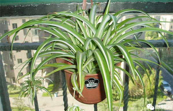 可以净化空气的室内盆栽植物,什么植物净化空气能力最强室内