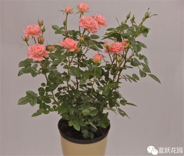 可以净化空气的室内盆栽植物,什么植物净化空气能力最强室内