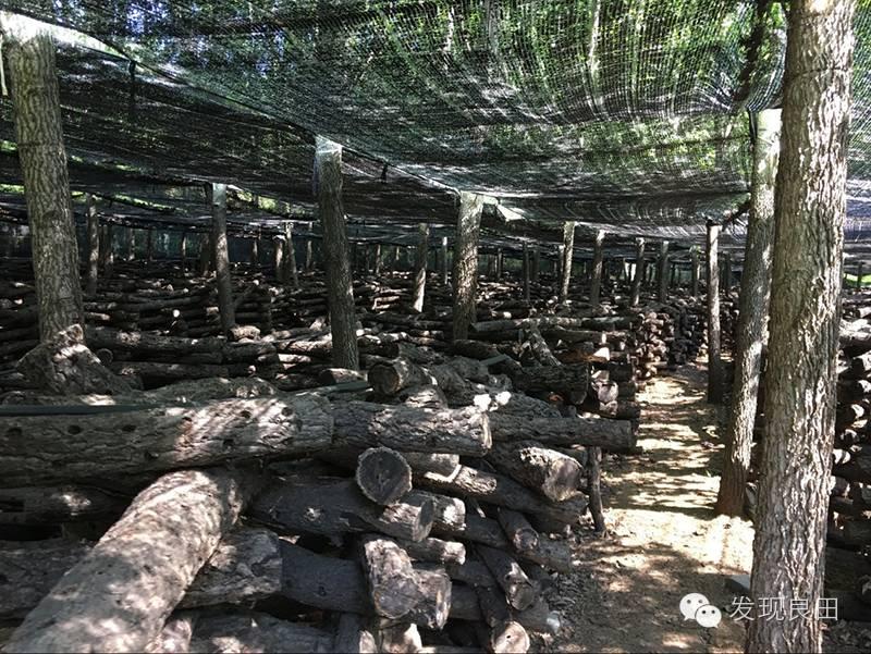 良田路演:景语菇——不忘初心,与梦同行