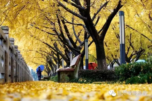 明日立冬，扬州最美的秋景都在这里啦！