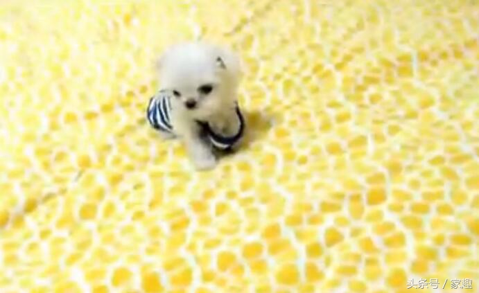 超级可爱的茶杯泰迪,只有巴掌大的宠物