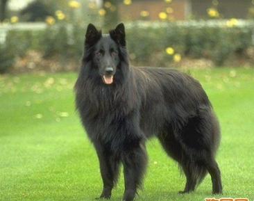 狗狗疑难杂症皮肤病,狗狗真菌性皮肤病