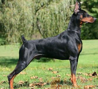 狗狗疑难杂症皮肤病,狗狗真菌性皮肤病