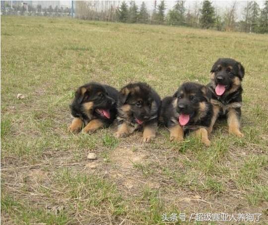 德国牧羊犬生病,德国牧羊犬体力太差怎么办