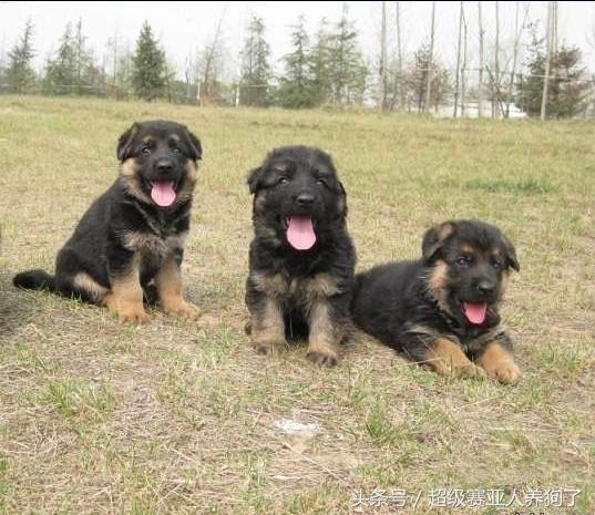 德国牧羊犬生病,德国牧羊犬体力太差怎么办