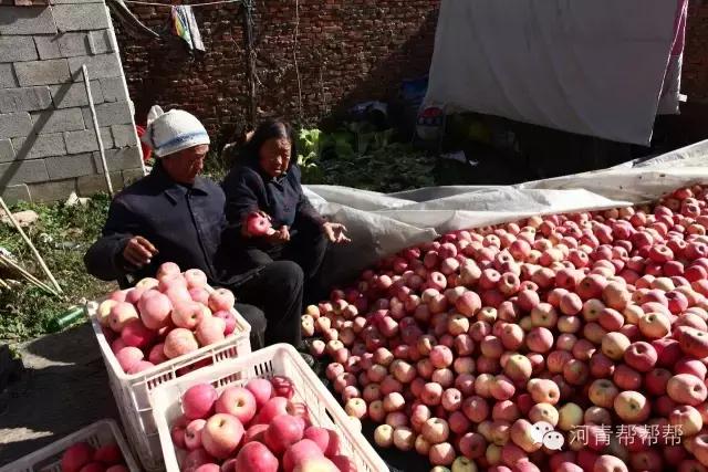 10块钱一斤的苹果真好吃,16块一斤的苹果真好吃