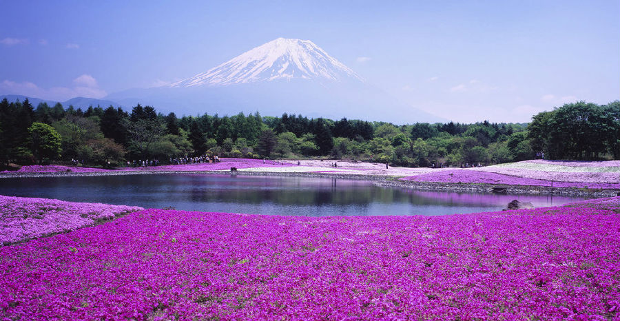 国内第一家“薰衣草世界”：清远薰衣草世界