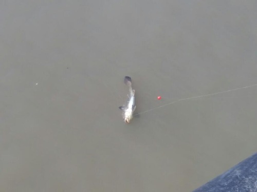 海钓米鱼讲解及示意图,海钓分析报告