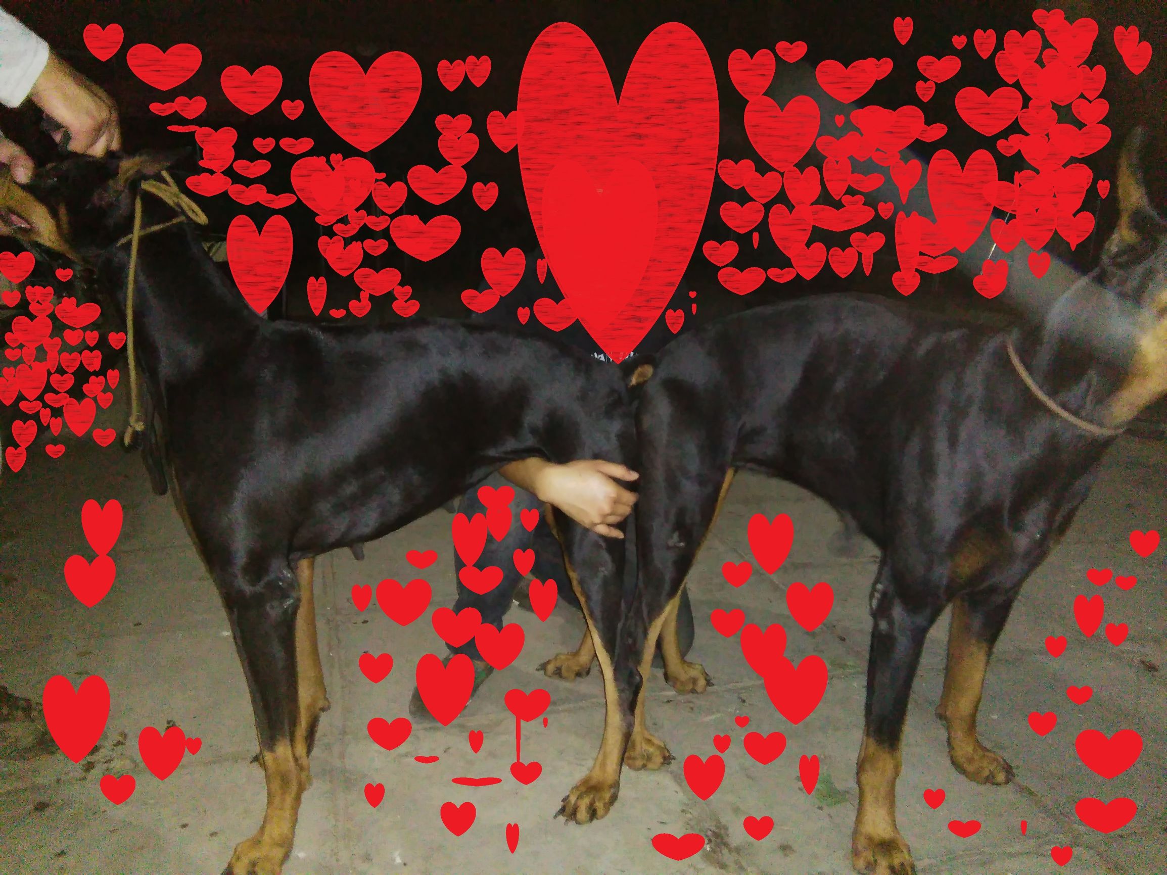 分享:母犬分娩那点儿事儿