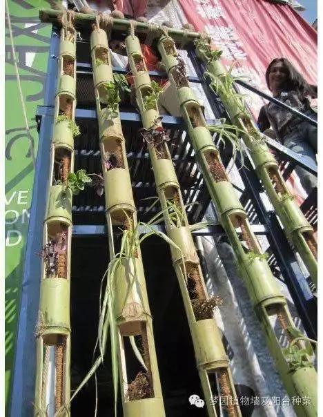 大面积植物墙,竹子植物背景墙